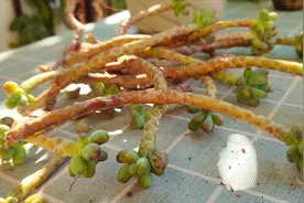 多肉植物变成“光杆司令”，果断砍头，颜值翻倍，一盆变多盆