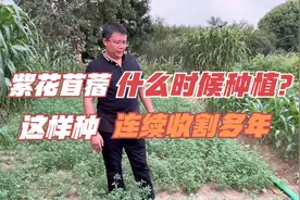 紫花苜蓿什么时候种植？这样种，好管理，产量高，年年收几茬！视频封面