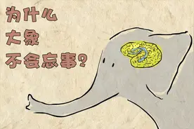 为什么大象不会忘事？大象的大脑结构与人类极其相似视频封面