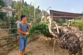 农村小伙一大早就去割鸵鸟最爱吃的鬼针草 满满一车一天干掉视频封面