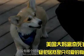 美剧《紧急呼救》：美国暴躁大妈离奇死亡，没想到疑犯居然是条狗视频封面