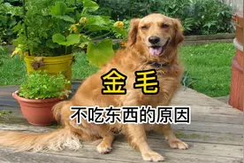 金毛不吃东西是怎么回事?视频封面