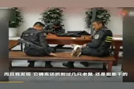 抓得了老鼠，哄得了群众，这只警猫很称职！视频封面