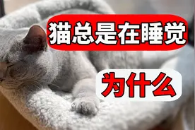 猫为什么总是在睡觉？真的天天都这么困吗？