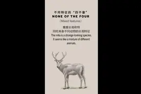 传说中的“四不像”真的存在吗？视频封面