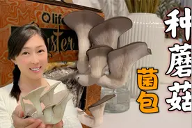 用菌包，在家里种蘑菇，太简单太有趣了视频封面