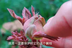 想让牡丹开成“花王”，新芽萌动时，3件事要做好！视频封面