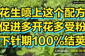 花生喷上这个配方，促进多开花多受粉，下针期100%结荚！视频封面