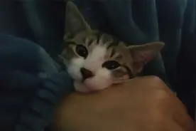 收养田园猫第35天：一只主动爬进怀里的小猫咪，谁能拒绝？视频封面