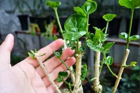 茉莉花老桩发芽少怎么办？上盆时把这几步做好，芽儿多又壮！视频封面