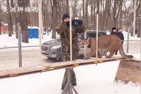 如何训练美洲狮？小家伙被战斗民族训得服服帖帖