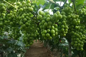 葡萄套完袋，要打什么杀菌剂，能保持很长时间保护葡萄呢？视频封面