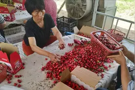 不同品种的大樱桃采摘期是多久，别错过时间，听专家细谈！视频封面