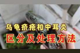 乌龟疥疮疙瘩和中耳炎区别，龟疥疮自愈和处理方法，养龟科普视频视频封面