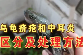 乌龟疥疮疙瘩和中耳炎区别，龟疥疮自愈和处理方法，养龟科普视频视频封面