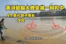 黄河超级大鲤鱼被小伙一网扣中，拖上岸才知4个鼻孔，太少见了视频封面
