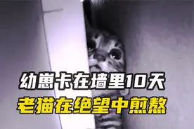 小猫被卡在墙里10天没吃没喝，每天绝望地呼叫，猫妈妈急的直转圈视频封面