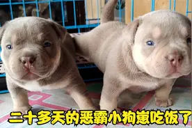 二十多天的小恶霸狗崽会吃饭了，还会旺旺叫了，太萌了视频封面