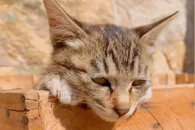 小奶猫被猫妈妈捶了一顿，就成这样了，感觉要哭出来了！视频封面
