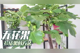 盆栽无花果只长叶不结果，改变养护，果实蹭蹭长出来，个头大又甜视频封面