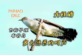 小时候常听到它的叫声却看不到它的真容，大杜鹃又称子规、布谷鸟
