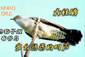 小时候常听到它的叫声却看不到它的真容，大杜鹃又称子规、布谷鸟
