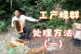 工产群如何处理，方法很简单，饿工蜂调幼虫脾介开产蜂王即可解决视频封面