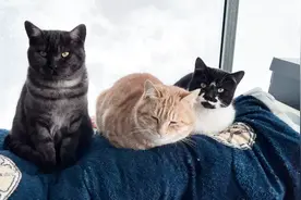 猫咪长大了，经常晚上不回家，我终于发现了它们的秘密视频封面