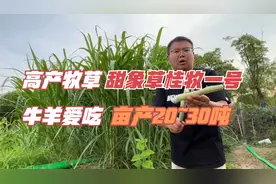 一亩甜象草桂牧一号，能鲜草20~30吨，牛羊高产牧草，怎么种植？视频封面