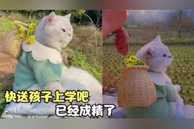 盘点全网治愈系萌宠，每一个都可爱到爆炸，整个人的心都化了视频封面