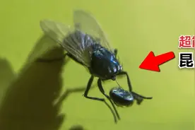 这才是真正的超能力者，不仅会瞬间移动，还可以把脑袋拧来来玩视频封面
