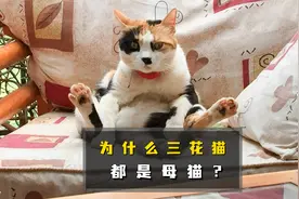 猫咪冷知识：为什么三花猫都是母猫？