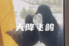 天降萌宠 我家窗边偶然飞来一只鸽子 我和鸽子的故事就这样开始了视频封面