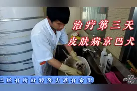 浑身是皮肤病的京巴犬，治疗了第三天已经有所好转，坚持就有希望