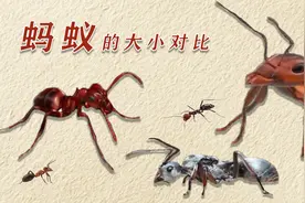 你知道世界上有多少种蚂蚁吗？逐一介绍，让你大开眼界！