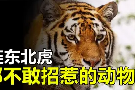 东北虎也不敢招惹的动物，一个爱玩“反杀”，另一个完全无从下手视频封面