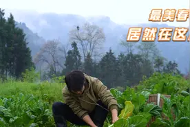 又是清明时节，这是我们怀念故人的日子，我要好好珍惜眼前视频封面