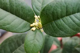 这种肥料桂花树最爱吃，吃完花朵冒不停又芳香视频封面