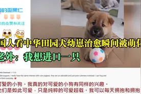 外国人看中华田园犬幼崽治愈瞬间被萌化了，老外：我想进口一只视频封面
