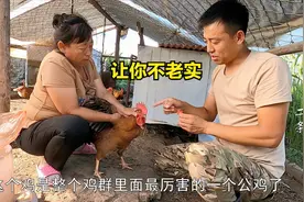鸡群打架怎么治？二条和老妈用这方法收拾它们，5毛钱就能搞定！视频封面