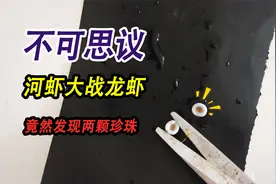 12只河虾大战小龙虾一宿，挂掉的河虾体内竟然发现珍珠，形状奇特视频封面