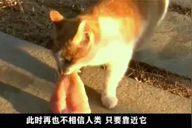 流浪猫每天来蹭饭，阿姨看它受了伤，悄悄跟踪它，结果被感动了视频封面