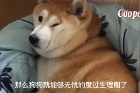 狗狗生理期注意事项视频封面