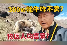 牧区1头牦牛1万多，藏族大哥放200多头，对应近300万为啥不卖？