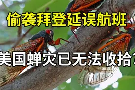 蛰伏地下17年，300亿只蝉破土而出肆虐美国，抓来烤串它不香吗？视频封面