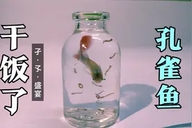 孔雀鱼干饭啦！疯狂进食孑孓~视频封面