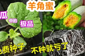 羊角蜜这样种, 不用买种子轻松育出10几盆, 坐等吃瓜视频封面