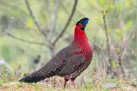 红腹角雉，深山老林黄昏时才叫，好像小孩的哭声！视频封面