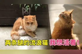 生来只有两条腿的流浪橘猫，被猫妈妈抛弃，却活出了别样的喵生视频封面