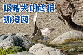 眼睛失明的猫捕捉飞禽！短尾猫猎捕两只洗澡的海鸥，拿下双杀！视频封面